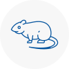 Rat Control Chatham