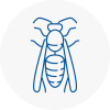 Chatham Wasp Nest Removal